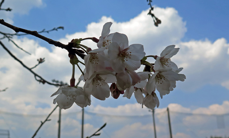 合格🌸