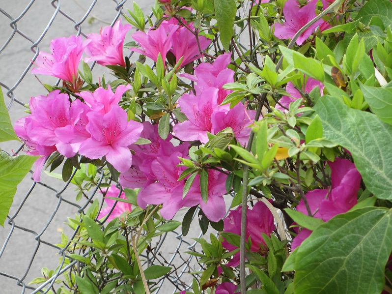 ツツジの花言葉のように 樟南高等学校